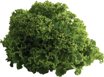 Organic product image.